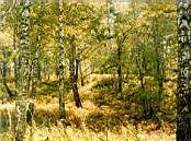 Осень в сибирском лесу