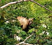 Медведица, живущая в Долине Гейзеров.