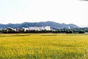 Рисовые поля в городе